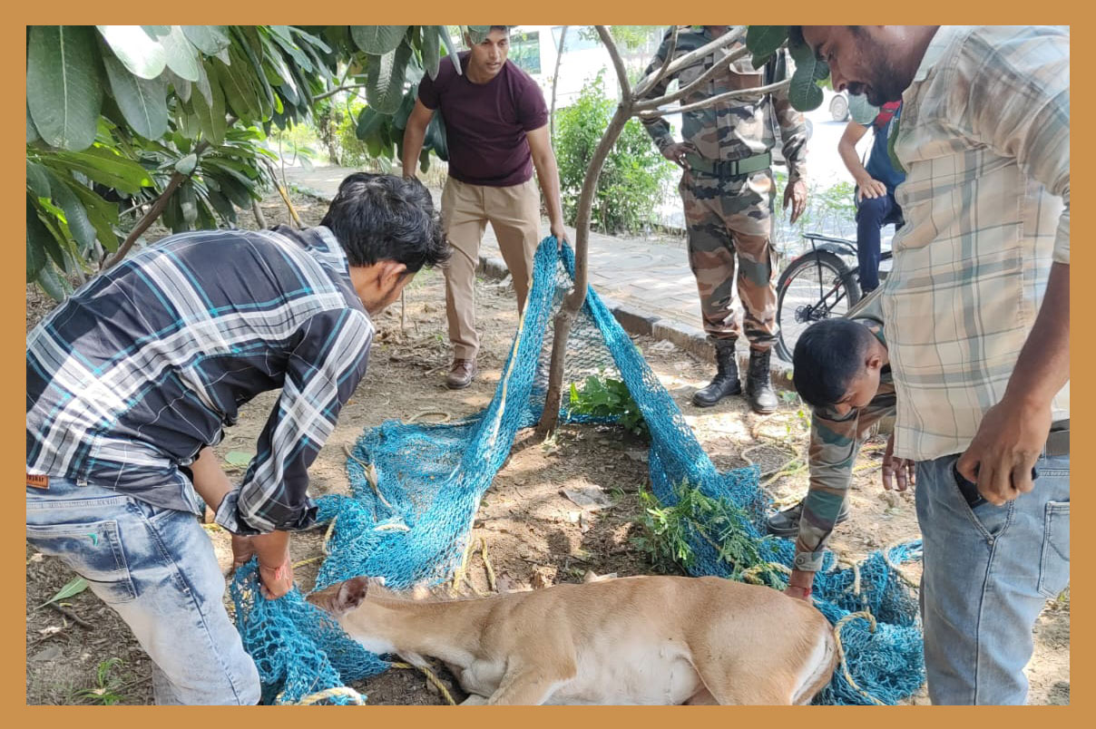 Animal Rescue